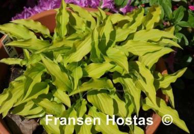 Hosta Lime Shag