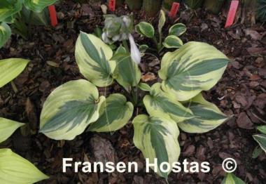 Hosta Lime Smoothie