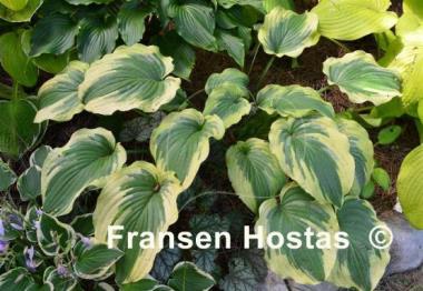Hosta Lime Smoothie