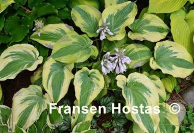 Hosta Lime Smoothie