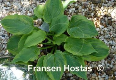Hosta Lime Smoothie