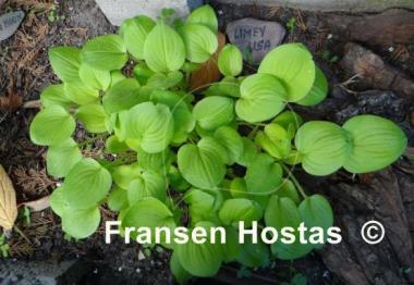 Hosta Limey Lisa