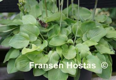 Hosta Limey Lisa