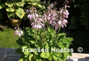 Hosta Limey Lisa