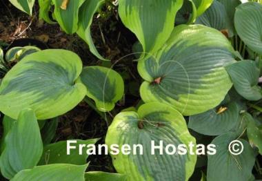 Hosta Linda Sue