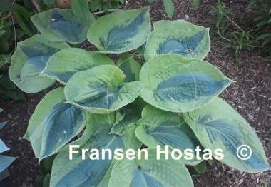 Hosta Linda Sue