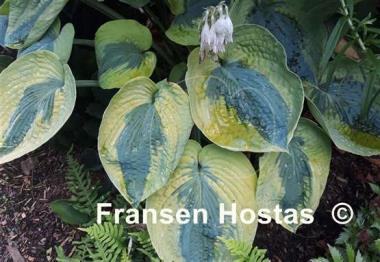 Hosta Linda Sue
