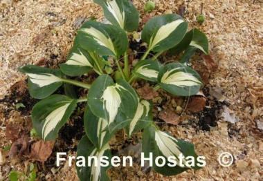 Hosta Lionheart
