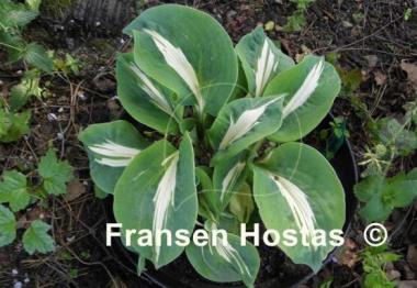Hosta Lionheart