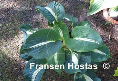 Hosta Lionheart