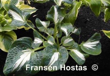 Hosta Lionheart