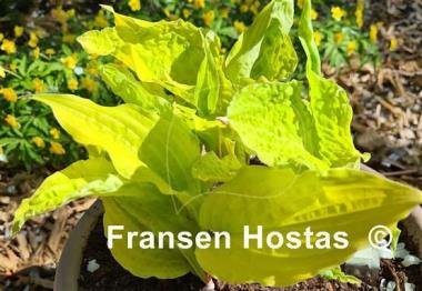 Hosta Lipstick Blonde