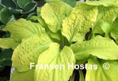 Hosta Lipstick Blonde