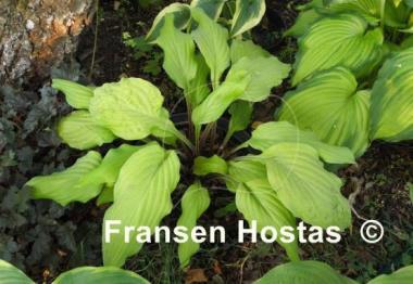 Hosta Lipstick Blonde