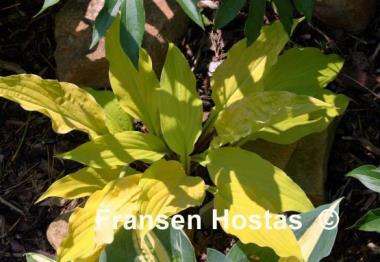 Hosta Lipstick Blonde