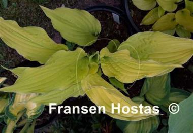 Hosta Lipstick Blonde