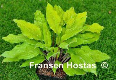 Hosta Lipstick Blonde