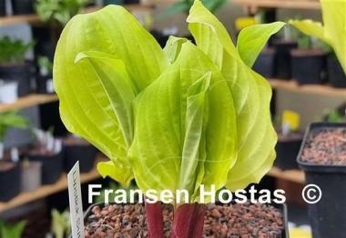 Hosta Lipstick Sunset