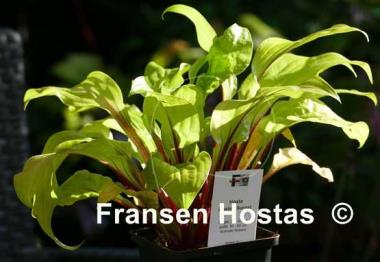 Hosta Lipstick Sunset