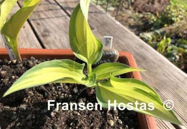 Hosta Little Angel Wings