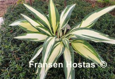 Hosta Little Angel Wings