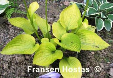 Hosta Little Aurora