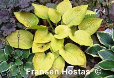 Hosta Little Aurora