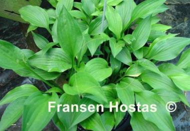Hosta Little Bit