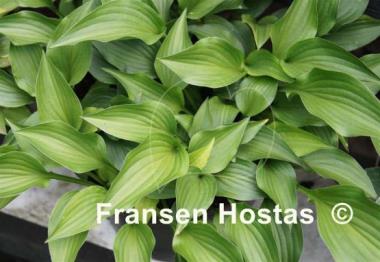 Hosta Little Bit