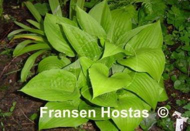 Hosta Little Black Scape