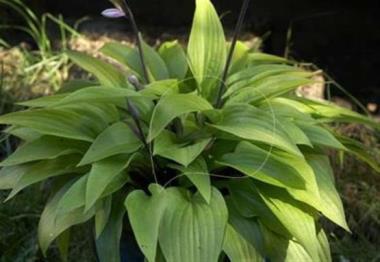 Hosta Little Black Scape