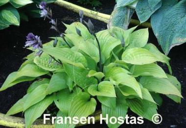 Hosta Little Black Scape
