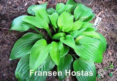 Hosta Little Black Scape