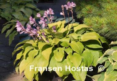 Hosta Little Black Scape