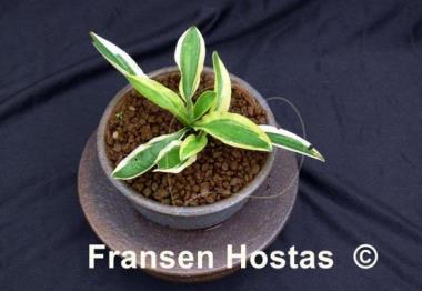 Hosta Little Bo Peep