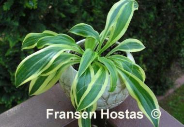 Hosta Little Bo Peep