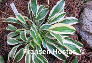 Hosta Little Bo Peep