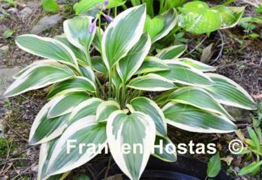 Hosta Little Bo Peep