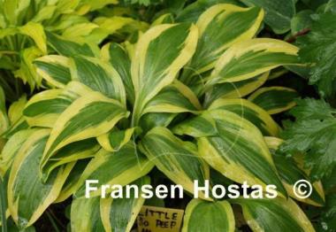 Hosta Little Bo Peep