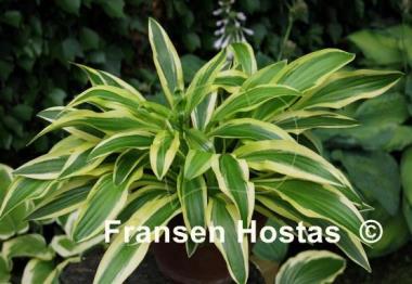 Hosta Little Bo Peep