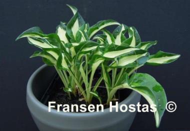 Hosta Little Caesar