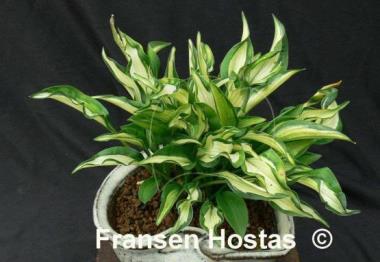 Hosta Little Caesar