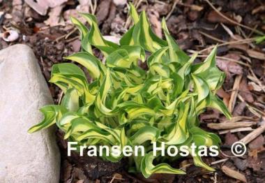 Hosta Little Caesar
