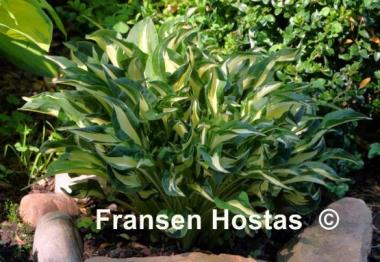 Hosta Little Caesar