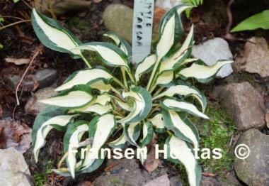 Hosta Little Caesar