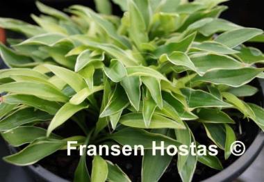 Hosta Little Devil