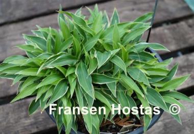Hosta Little Devil