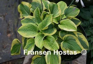 Hosta Little Doll