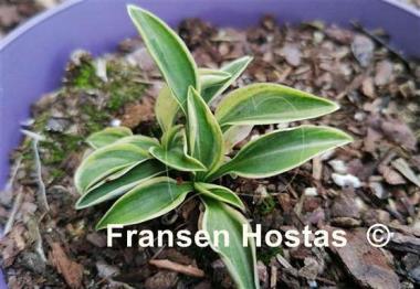 Hosta Little Ice Mouse