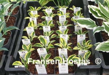 Hosta Little Ice Mouse
